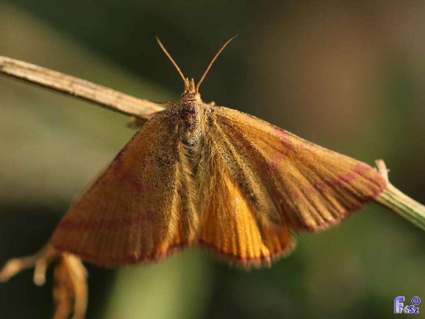 Lythria purpuraria - bíborsávos araszoló