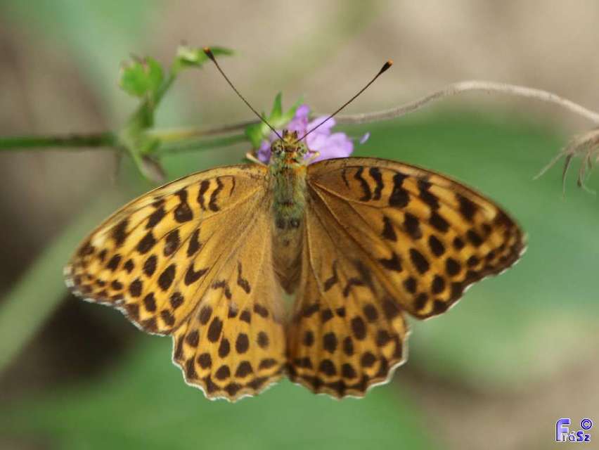 Argynnis paphia - nagy gyöngyházlepke