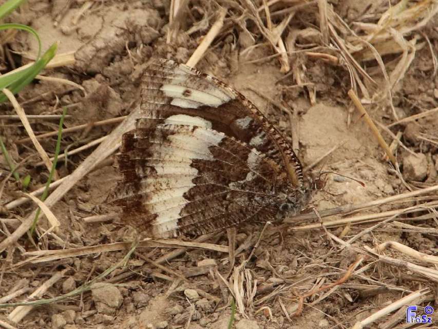 Brintesia circe - fehéröves szemeslepke
