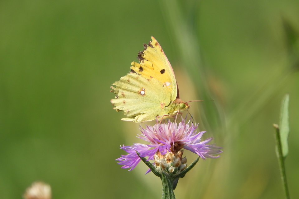 Colias croceus - sáfránylepke