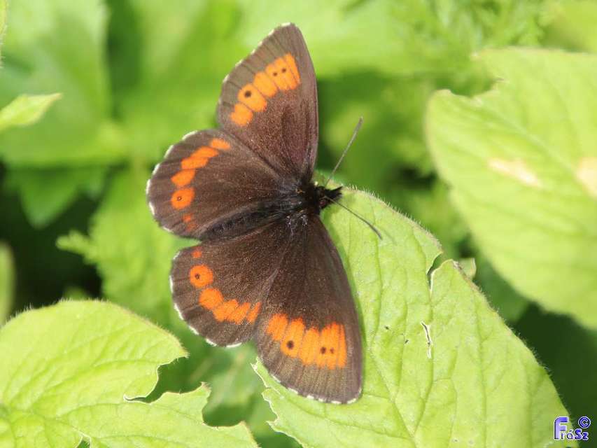 Erebia euryale