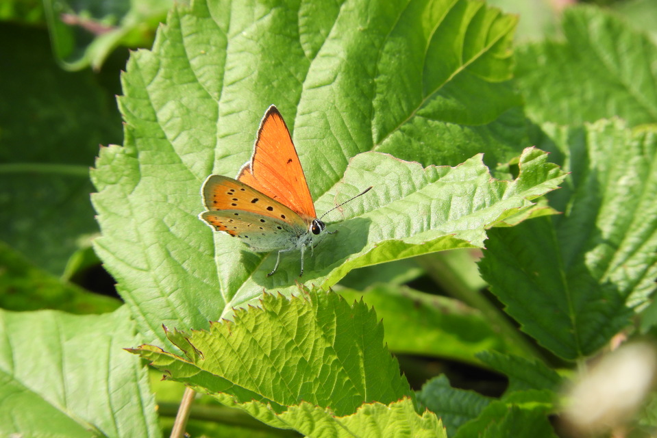 Lycaena dispar rutilus - nagy tűzlepke