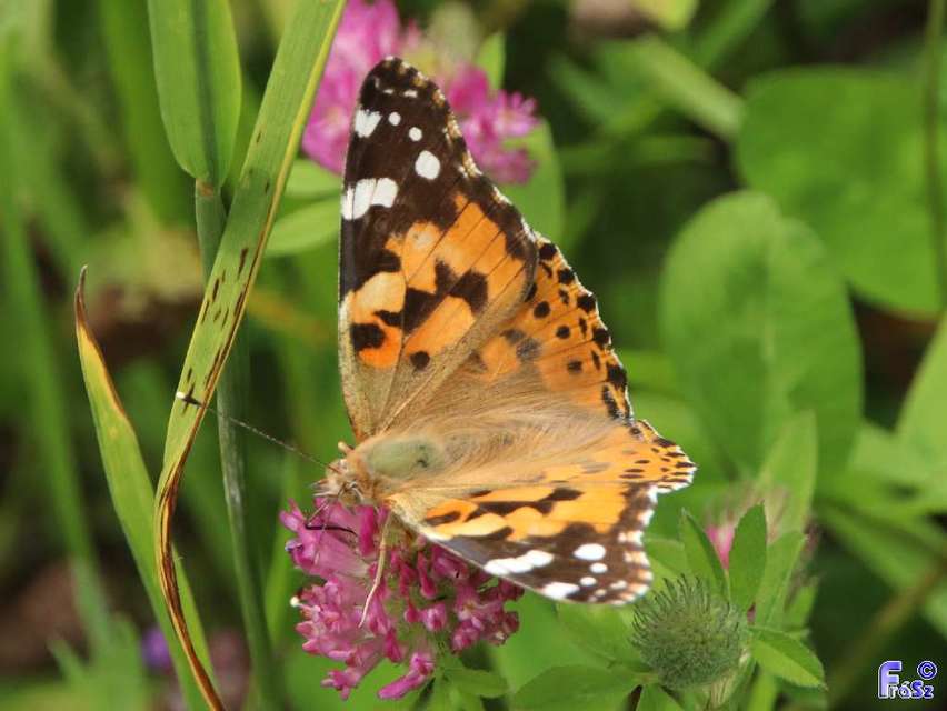 Vanessa cardui - bogáncslepke