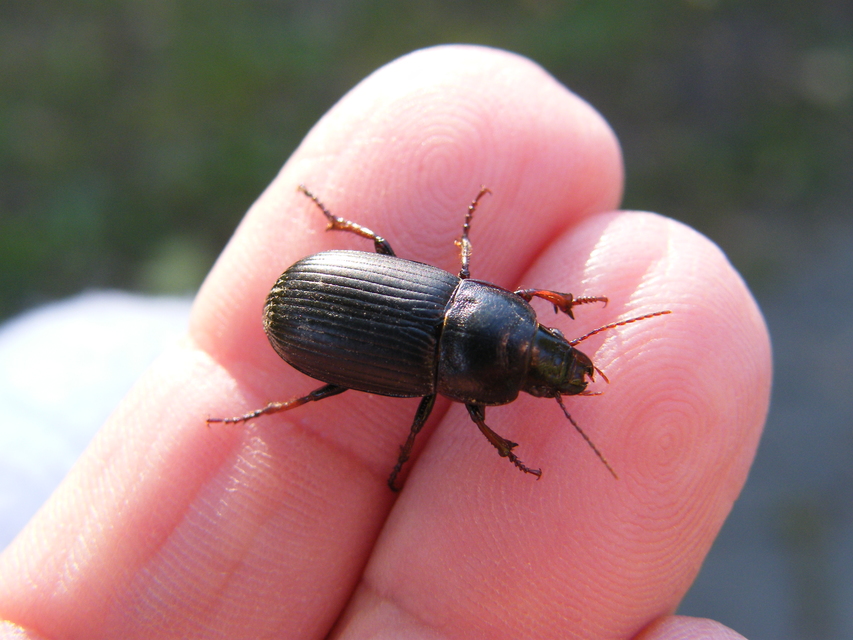 Zabrus tenebrioides - gabonafutó