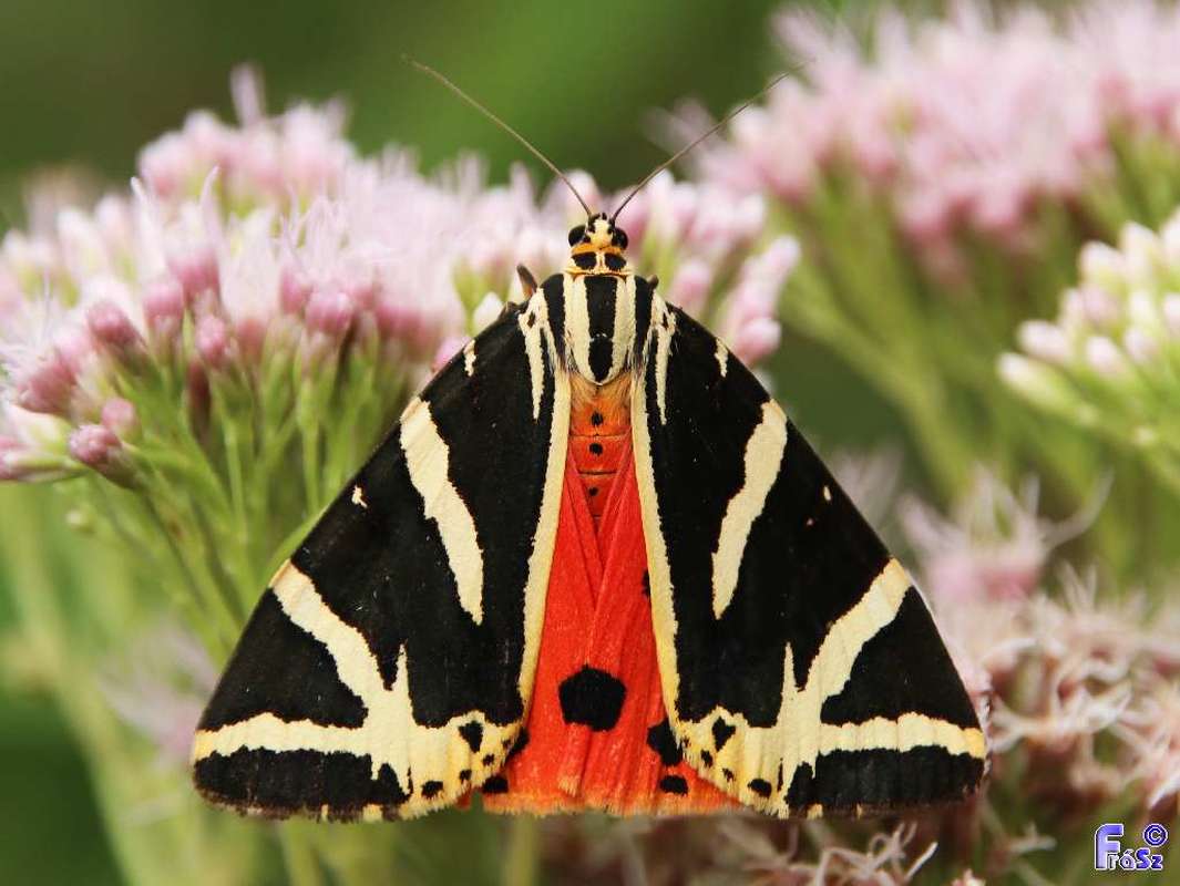 Euplagia quadripunctaria - csíkos medvelepke