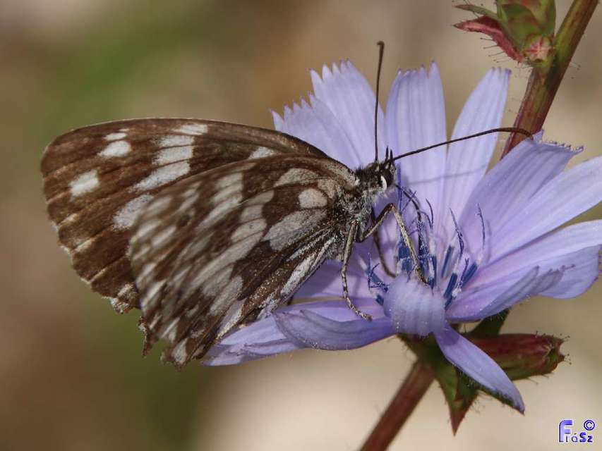 Melanargia galathea - sakktáblalepke