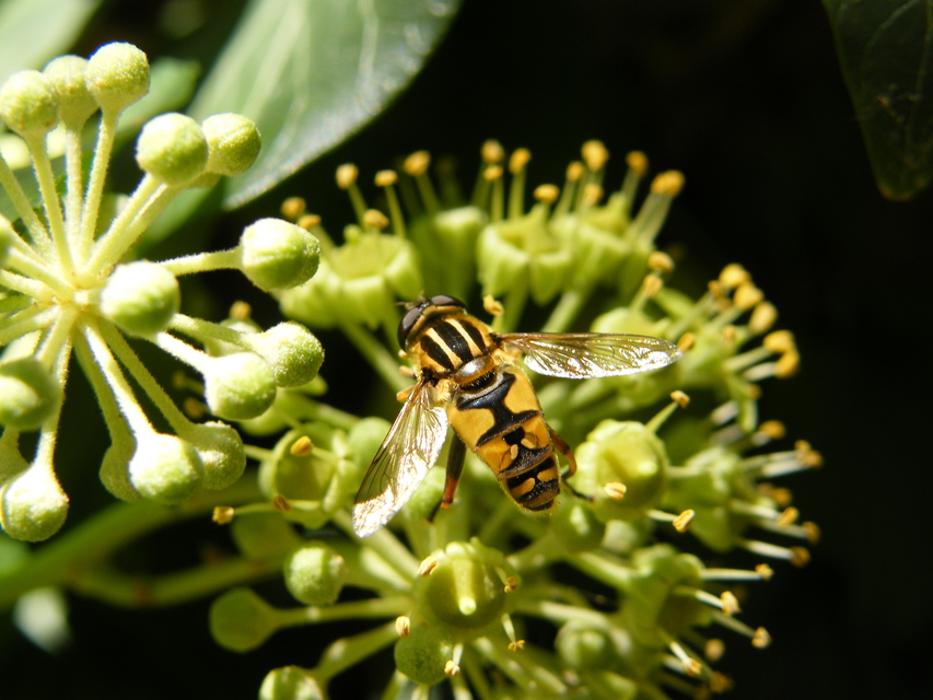 Helophilus pendulus - közönséges mocsárilégy