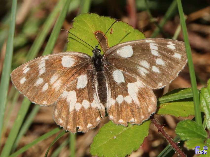 Melanargia galathea - sakktáblalepke