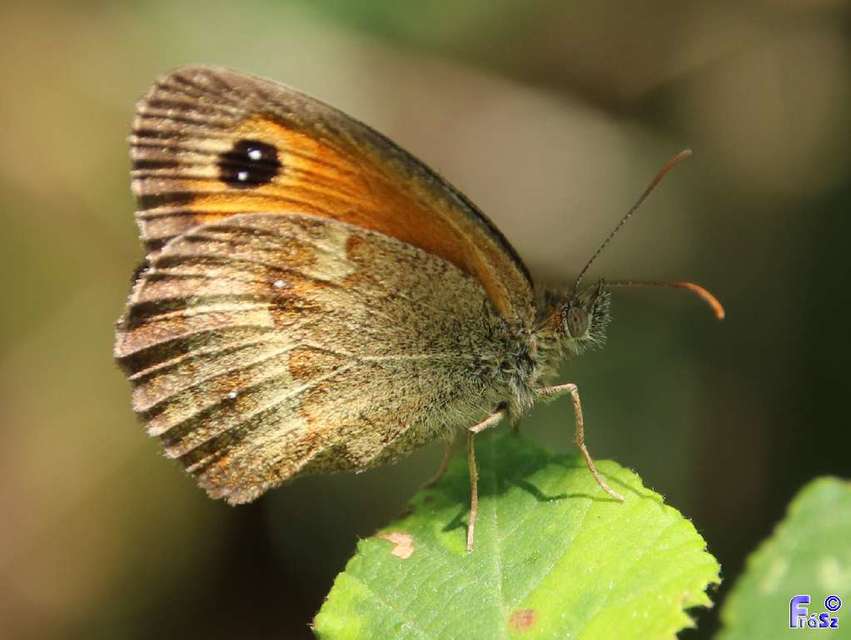 Pyronia tithonus - kis ökörszemlepke