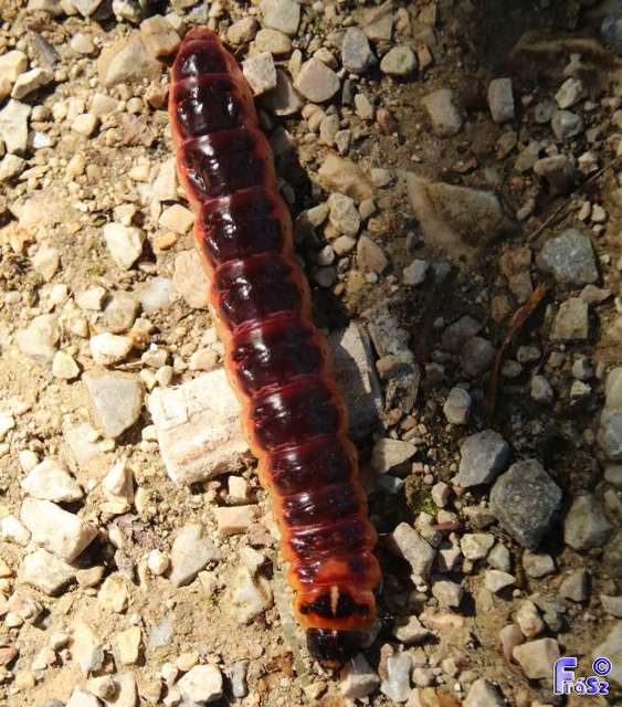 Cossus cossus - fűzfarontólepke