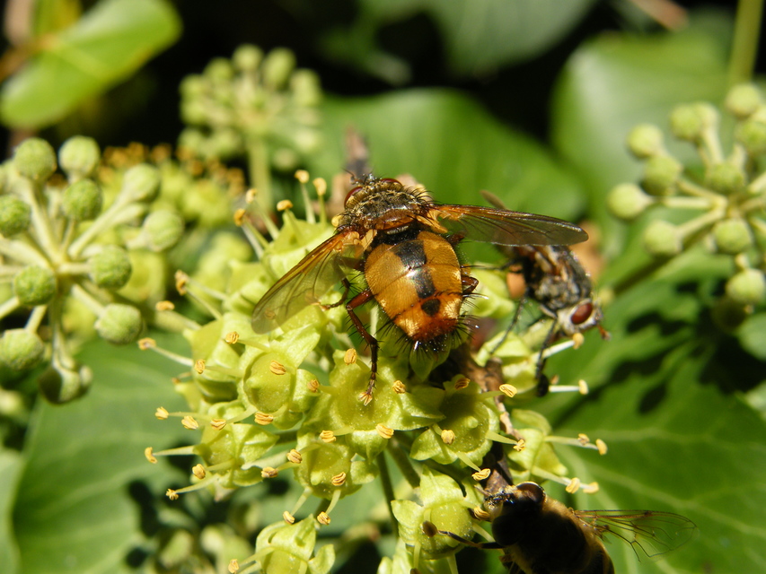 Tachina fera - közönséges fürkészlégy