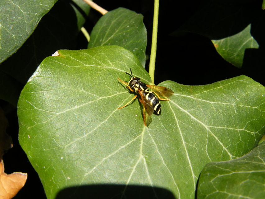 Chrysotoxum festivum - közönséges öveslégy