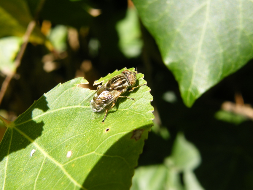 Eristalinus aeneus - bronzos foltosszeműlégy