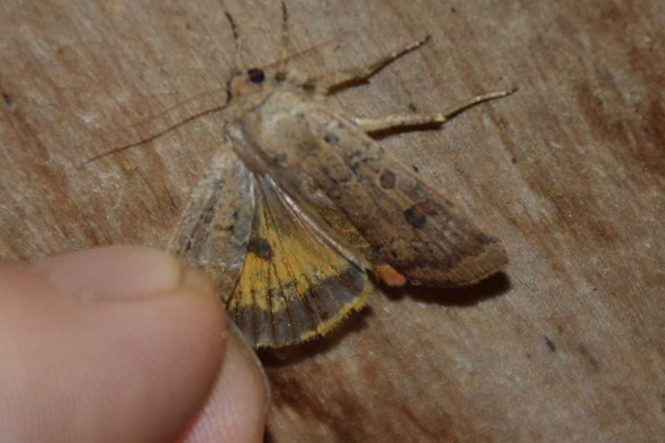 Noctua interposita - köztes sárgafűbagoly