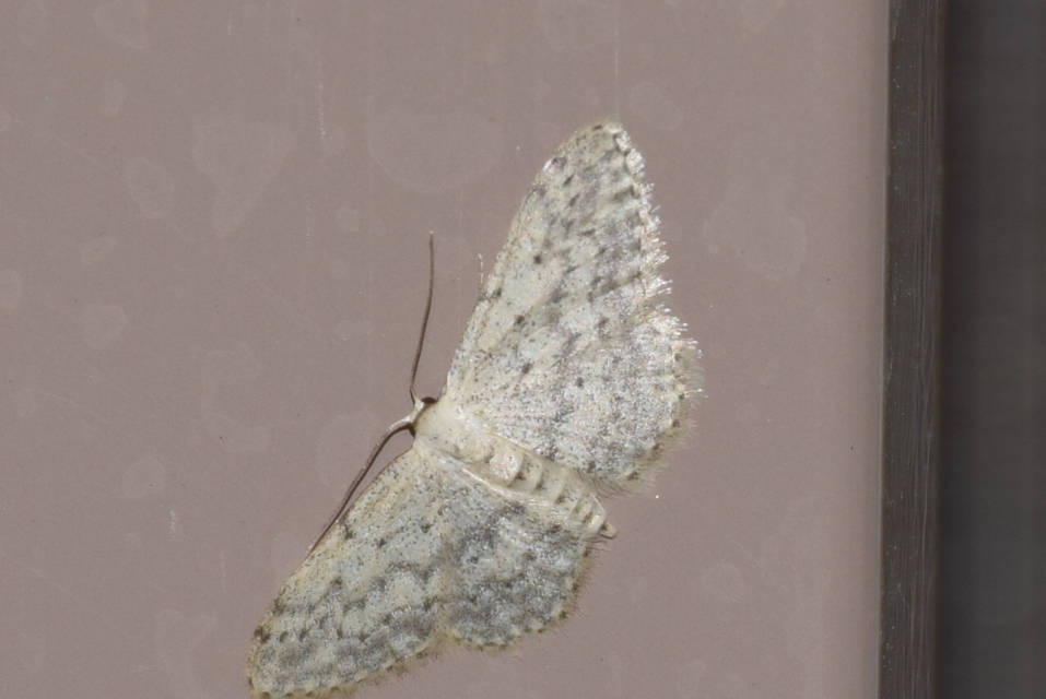 Idaea seriata - szürke apróaraszoló