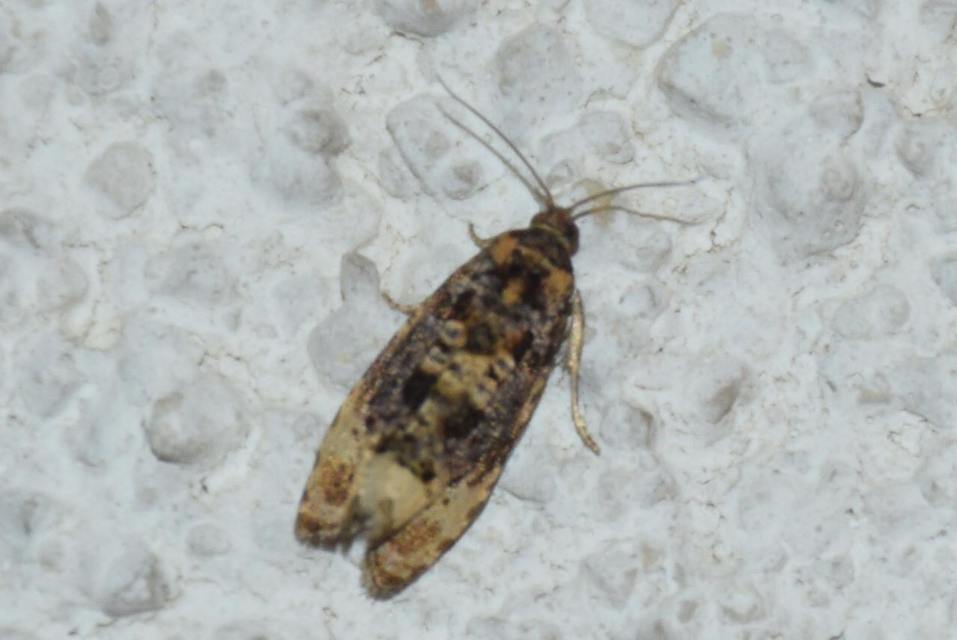 Endothenia