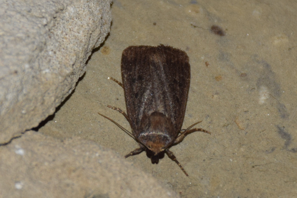 Amphipyra tragopoginis - bakszakállbagoly