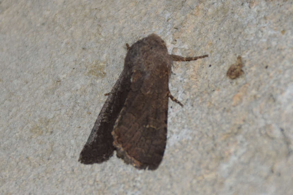 Aporophyla lutulenta - sziki őszibagoly