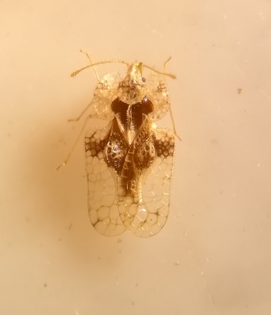 Corythucha arcuata - tölgy-csipkéspoloska