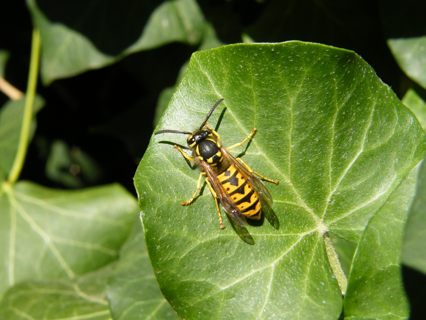 Vespula germanica - német darázs