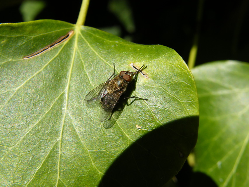 Pollenia