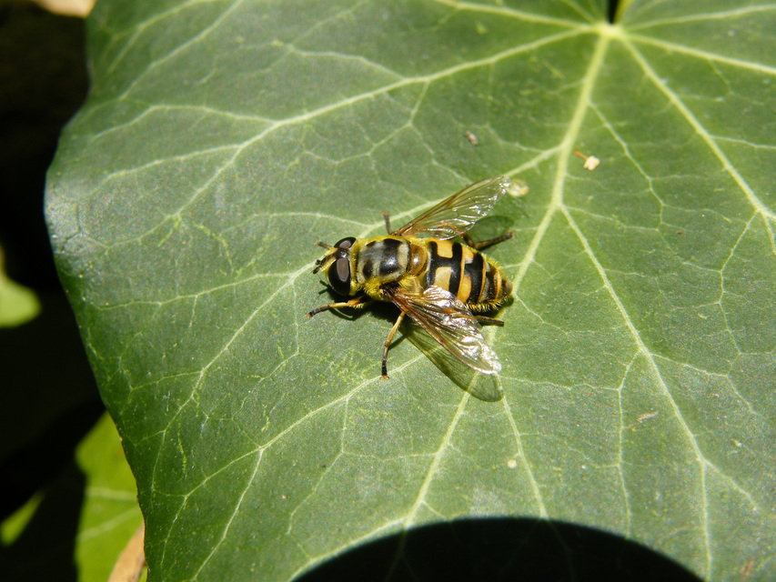 Myathropa florea - halálfejes odúlégy
