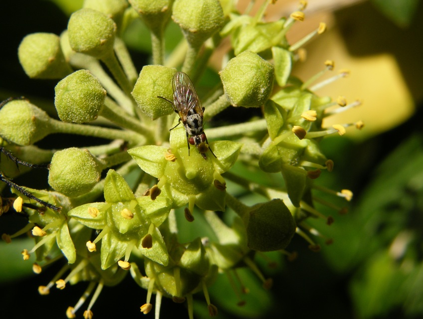 Anthomyia