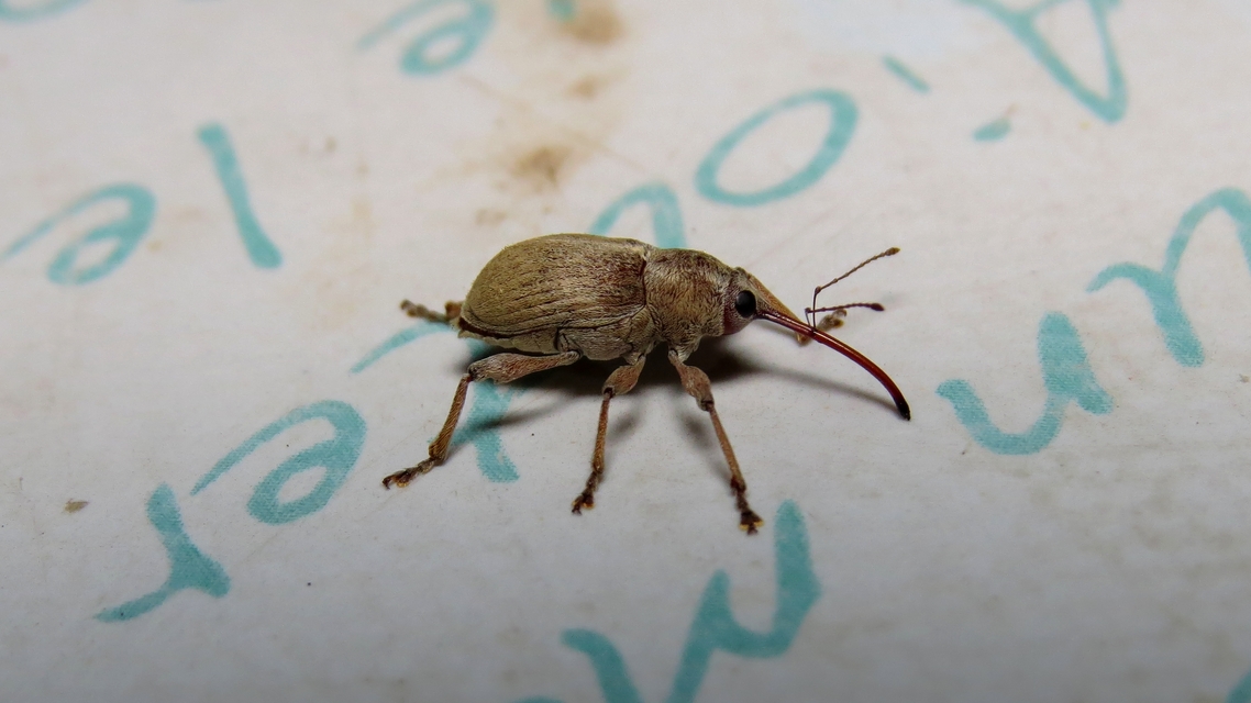 Curculio