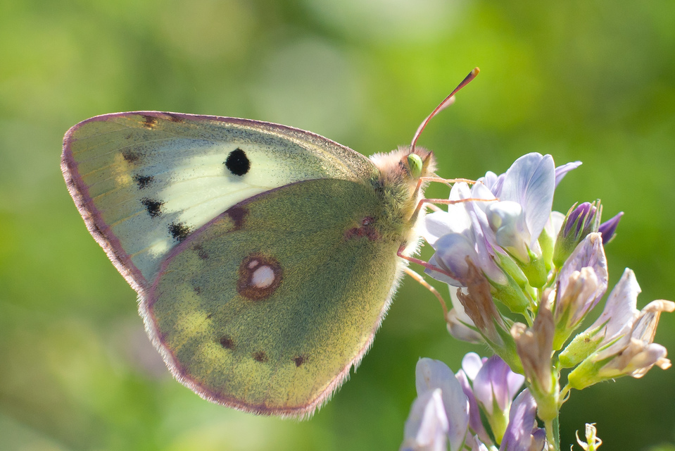 Colias croceus - sáfránylepke