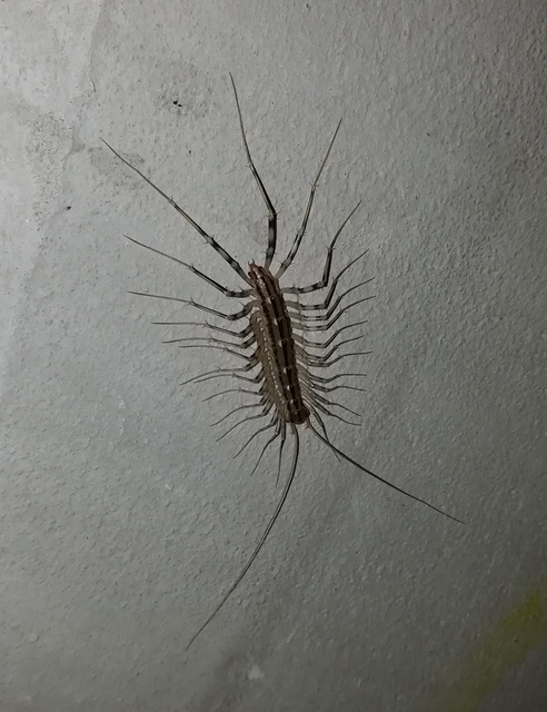Scutigera coleoptrata - légyölő pókszázlábú