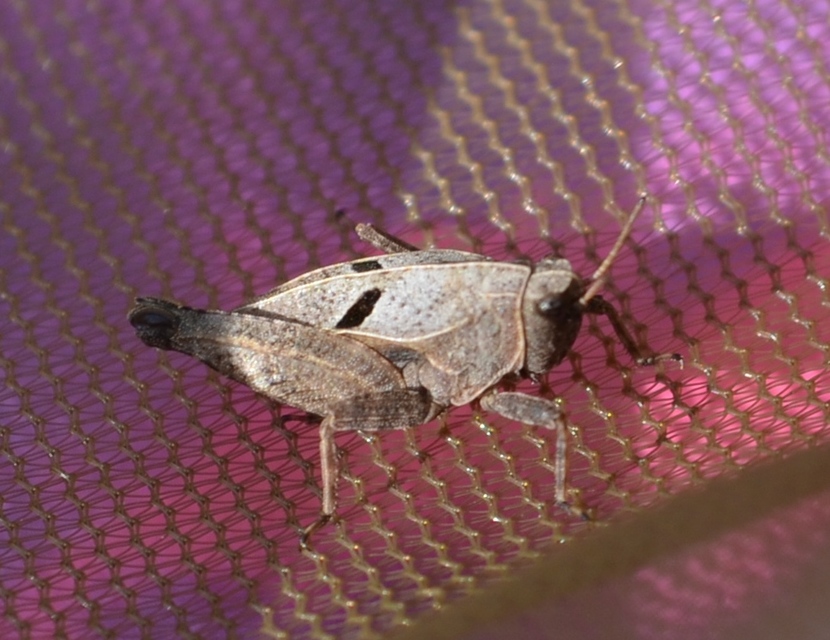 Tetrix tenuicornis - vékonycsápú tövishátúsáska