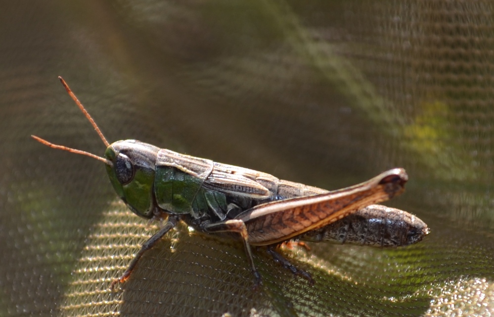 Stenobothrus crassipes - rövidszárnyú sztyepprétisáska