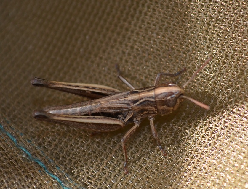 Stenobothrus crassipes - rövidszárnyú sztyepprétisáska