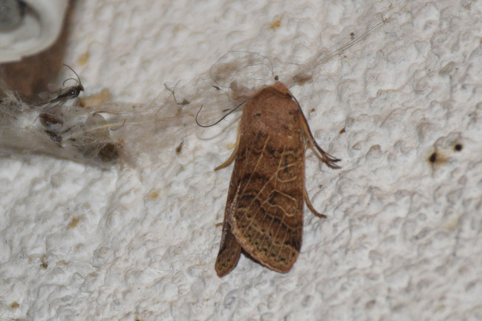Anchoscelis nitida - rozsdabarna őszibagoly
