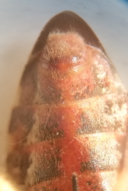 Leptoglossus occidentalis - nyugati levéllábú poloska