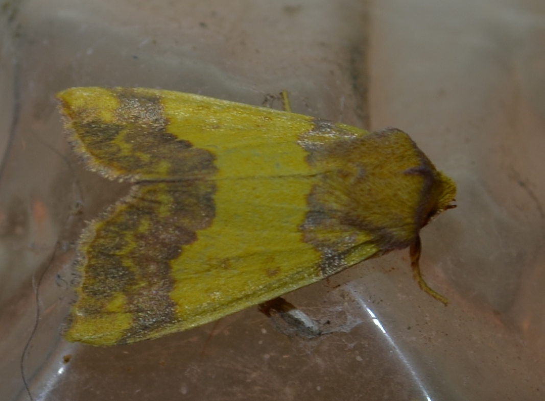 Tiliacea aurago - aranyló sárgabagoly