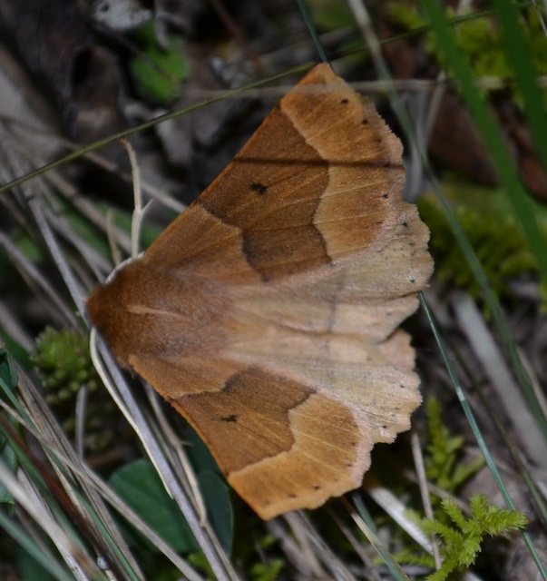 Crocallis tusciaria - barna sávosaraszoló