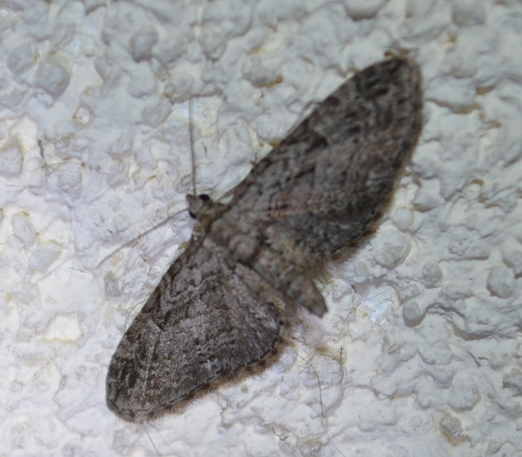 Eupithecia ericeata - feketefenyő-törpearaszoló