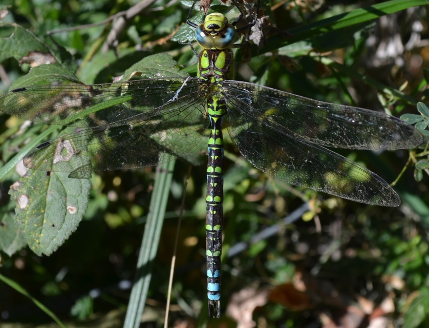 Aeshna cyanea - sebes karcsúacsa