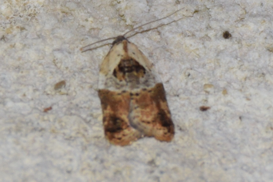 Acleris variegana - tarka levélmoly