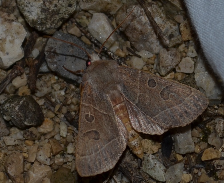 Mesogona acetosellae - madársóskabagoly
