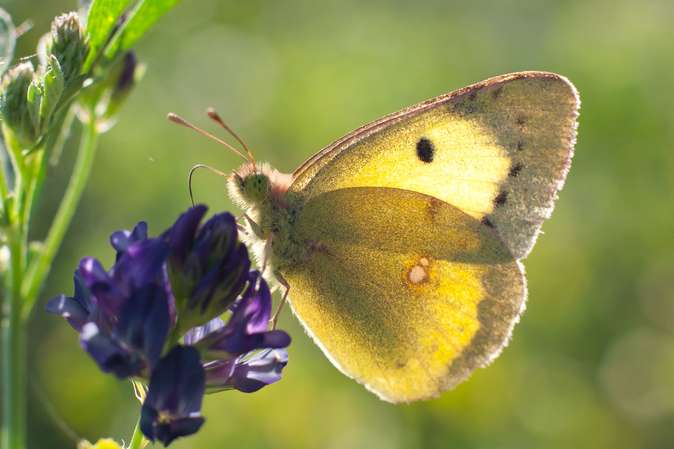 Colias erate - csángó-kéneslepke