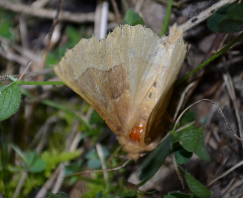 Crocallis tusciaria - barna sávosaraszoló