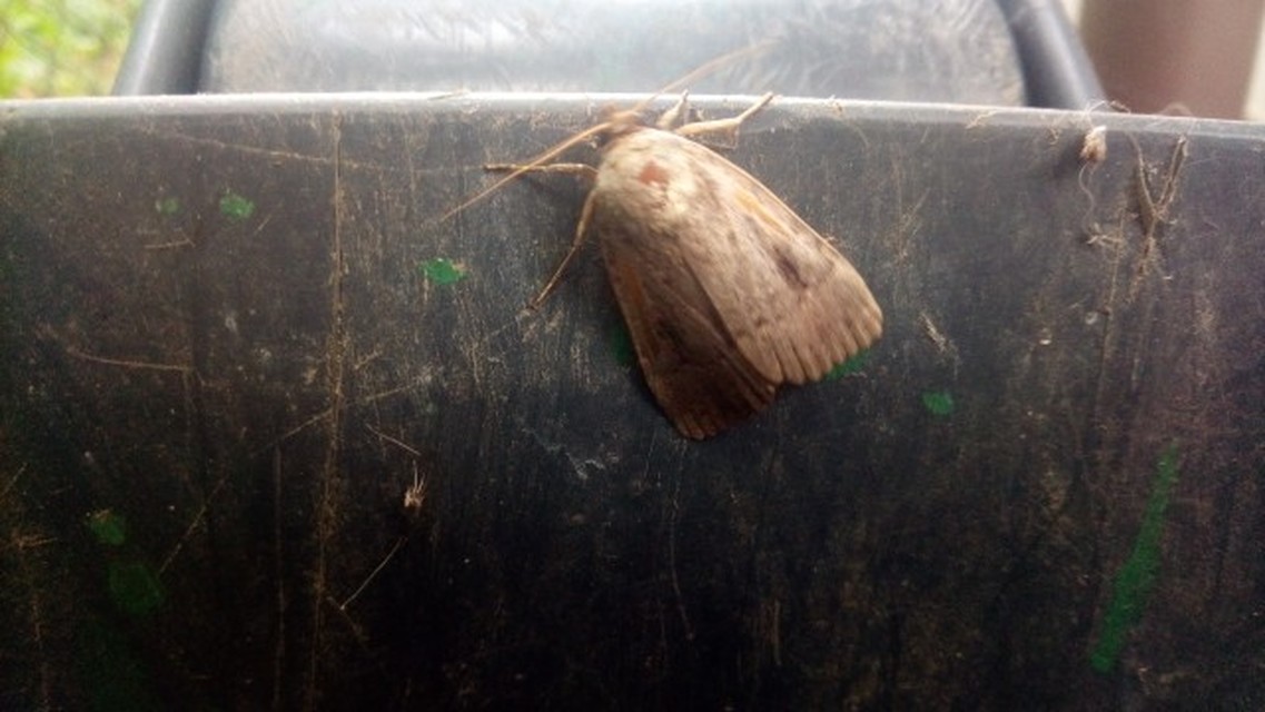 Amphipyra berbera/pyramidea