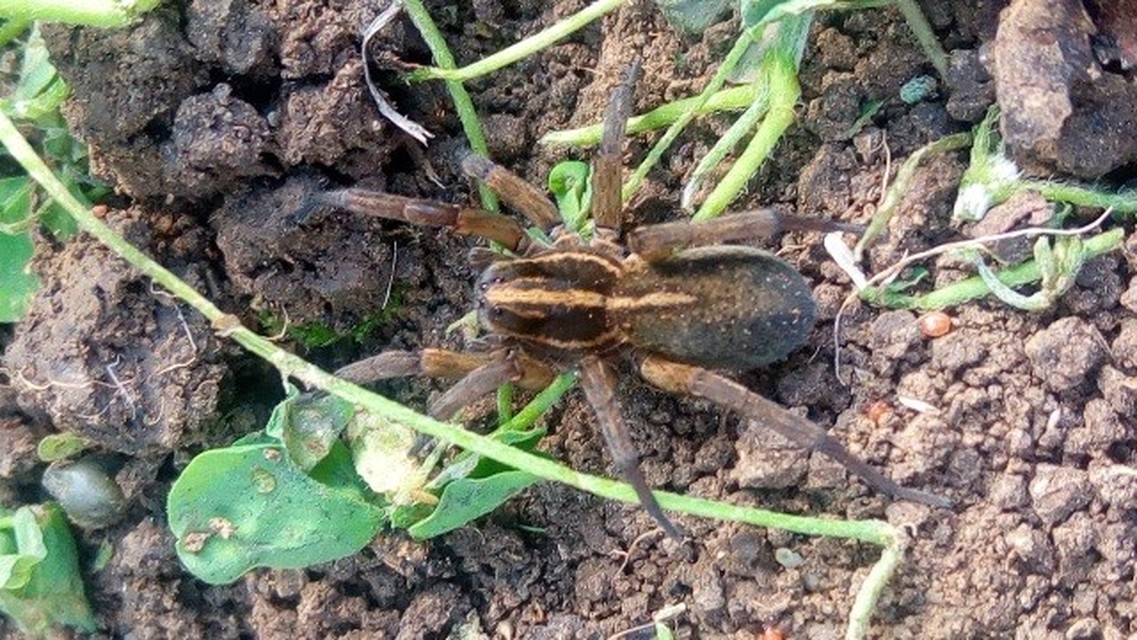 Trochosa robusta
