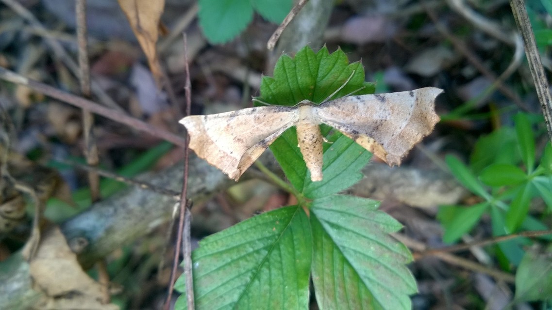 Artiora evonymaria - kecskerágó-araszoló