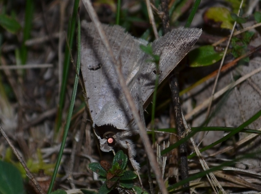 Lygephila craccae - gyakori csüdfűbagoly