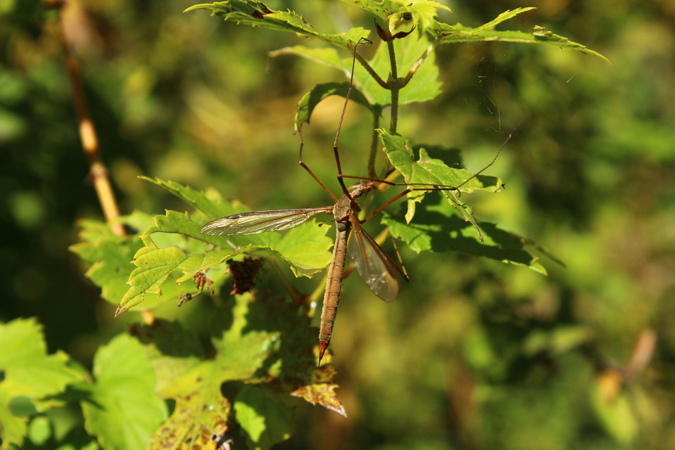 Tipula