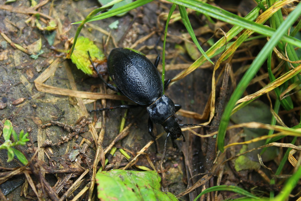 Carabus coriaceus - bőrfutrinka Carabus coriaceus - bőrfutrinka