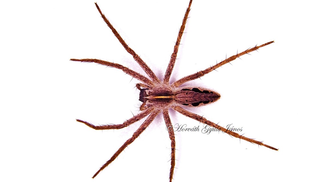 Pisaura mirabilis - csodáspók